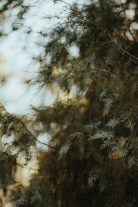 Low angle view of pine tree during winter