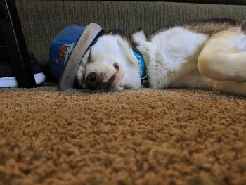 Close-up of dog sleeping on rug