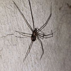 Close-up of spider on wall
