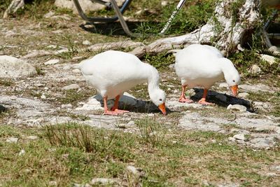 White birds on field