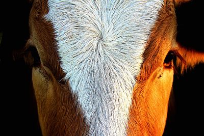 Close-up of animal eye