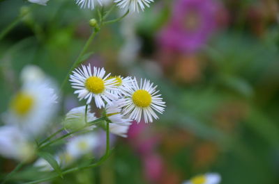 Close-up of white flowering plant