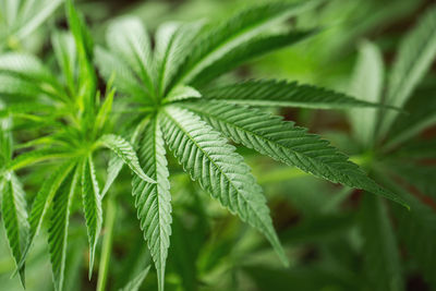 Marijuana leaves, cannabis on a dark background.