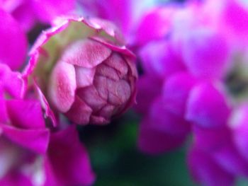Close-up of pink flowers