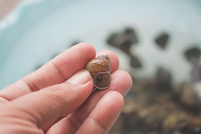 Close-up of snail on hand