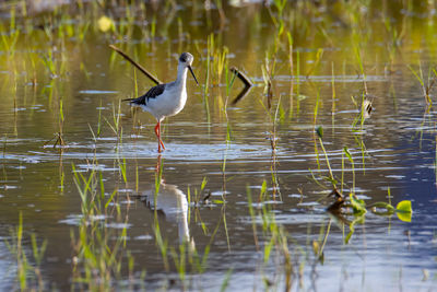 Bird perching on a lake