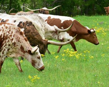 Cows in a field