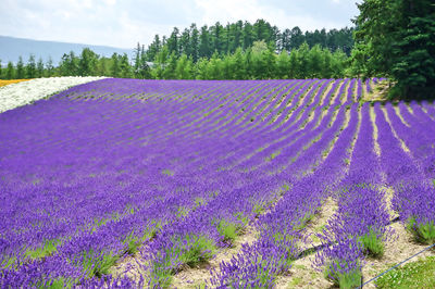 Purple flowering plants on field