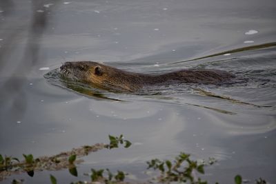 Close-up of nutria swimming in water