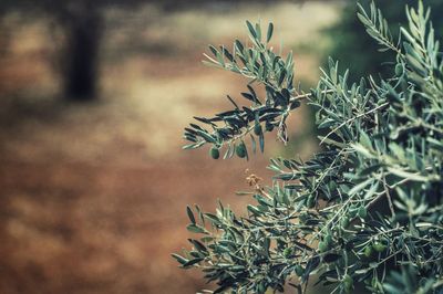 Close-up of plant growing outdoors