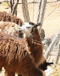 Sheep in a zoo