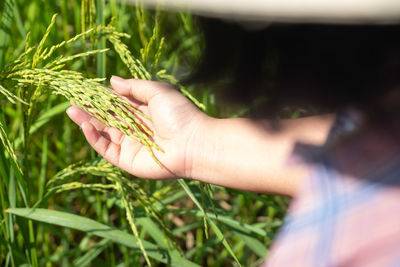 Midsection of person holding corn field