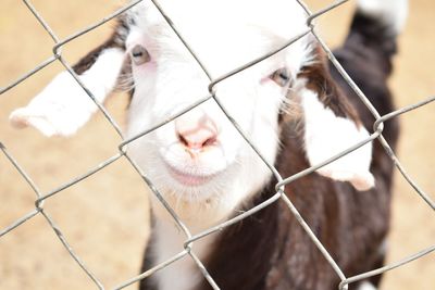 Close-up of goat against chainlink fence