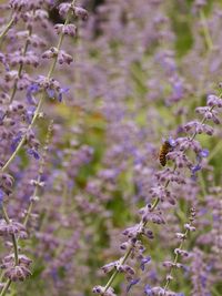 Side view of bee on flowers