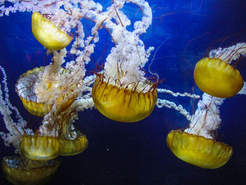 Close-up of jellyfish in sea