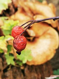 Close-up of red berries growing on field