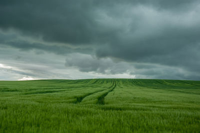 Big green field of cereals and dark rainy clouds