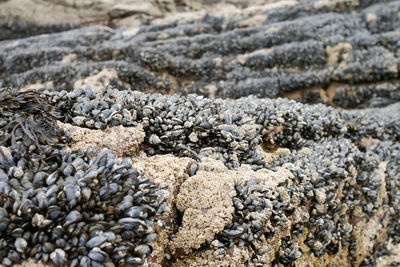 High angle view of stones on beach