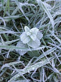 Close-up of snow covered flower