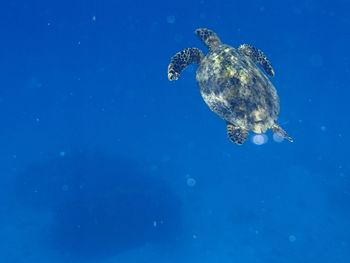 Turtle swimming in sea