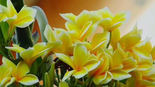 Close-up of yellow flowering plant