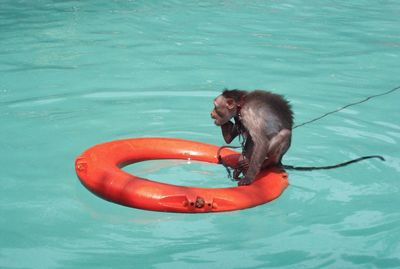 High angle view of horse in swimming pool