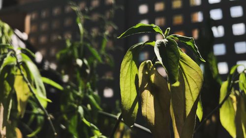 Close-up of green leaves