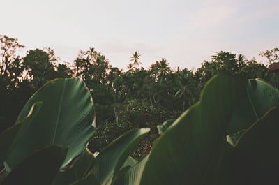 Close-up of fresh green field against sky