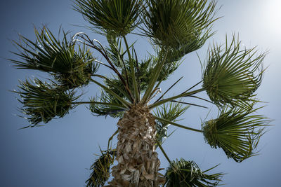 Low angle view of palm tree against sky
