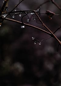 Close-up of water drops on twig