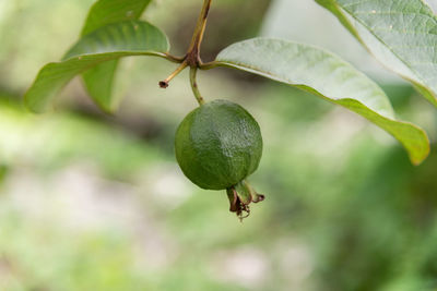 Close-up of insect on fruit