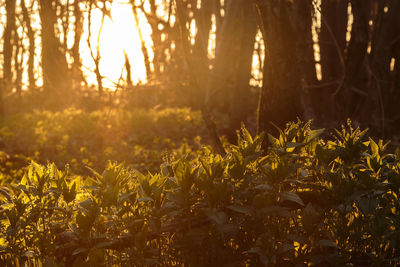 Trees growing in forest during sunset