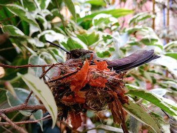 Close-up of insect on plant