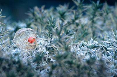 Close-up of winter cherry on plants