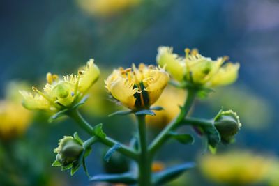 Close-up of yellow flowering plant