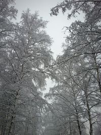 Low angle view of trees