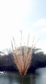 Close-up of frozen plant against sky