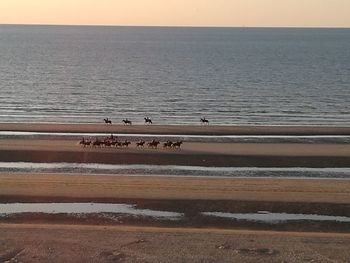 Birds on beach against sky during sunset