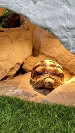 High angle view of tortoise on rock