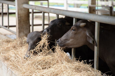 Cows in a pen