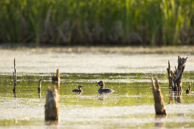 Pied-billed grebe floating face to face with chick among dry branches sticking out of lake