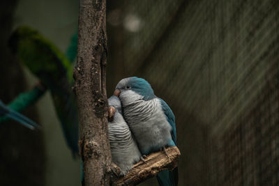 Close-up of bird