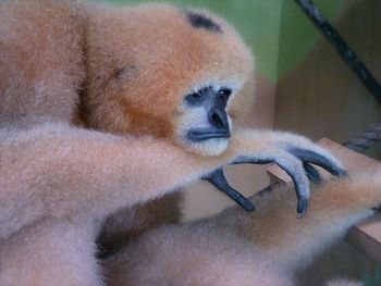 Close-up of baby sleeping