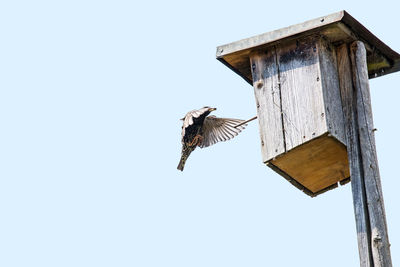 Low angle view of bird flying against sky