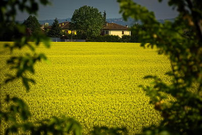Yellow flowers growing on field
