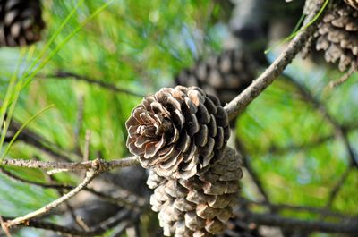 Close-up of pine cones on tree trunk