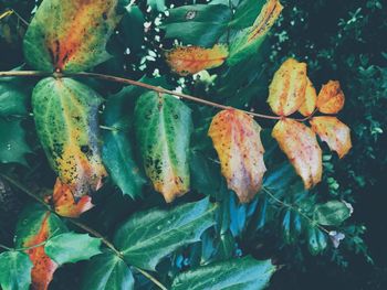 Close-up of plants