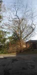 Road amidst bare trees and buildings against sky