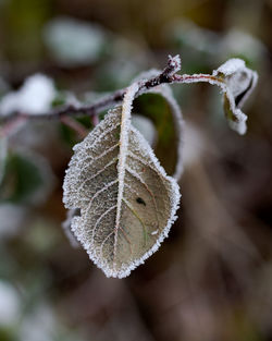 Close-up of frozen leaves