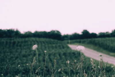 Close-up of flowers growing in field against clear sky